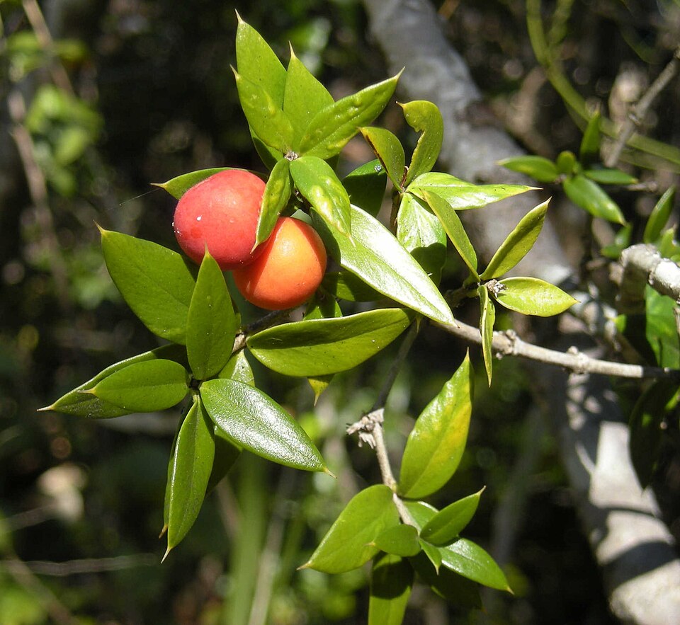 Alyxia ruscifolia (Chain Fruit) (alternate view 6)