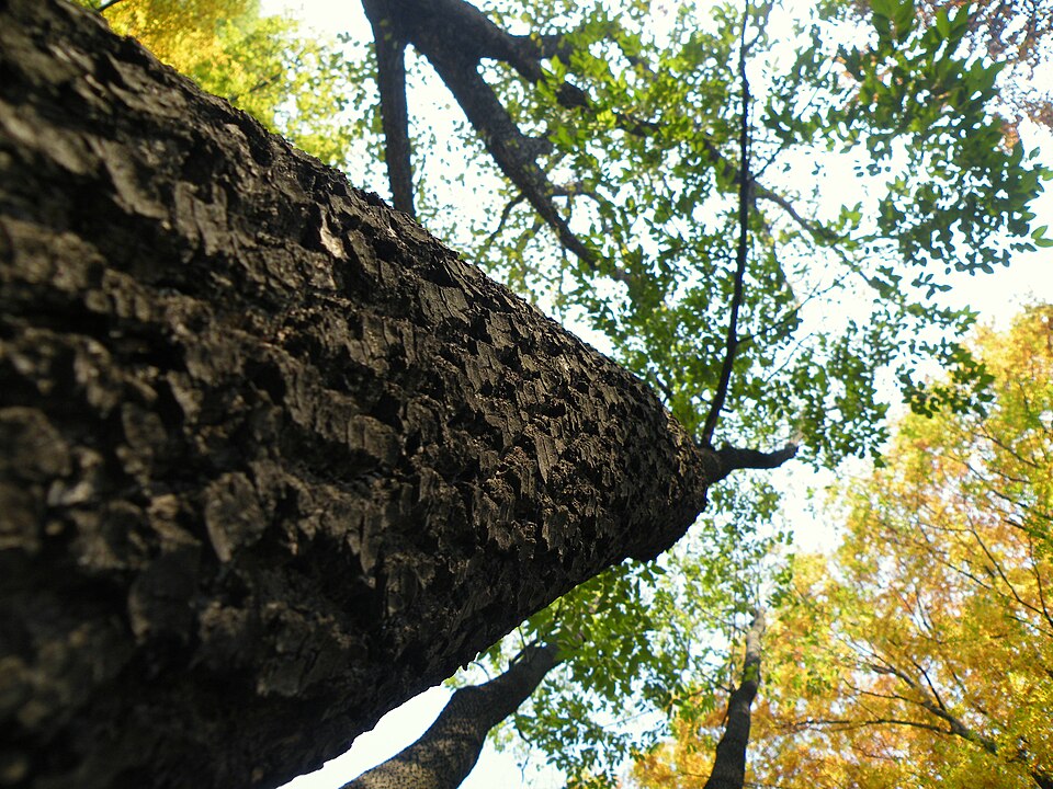 Diospyros virginiana (American Persimmon) (alternate view 9)