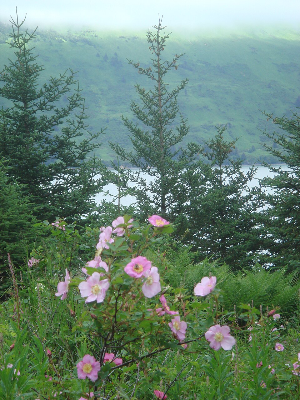 Rosa woodsii (Woods Rose) (alternate view 7)