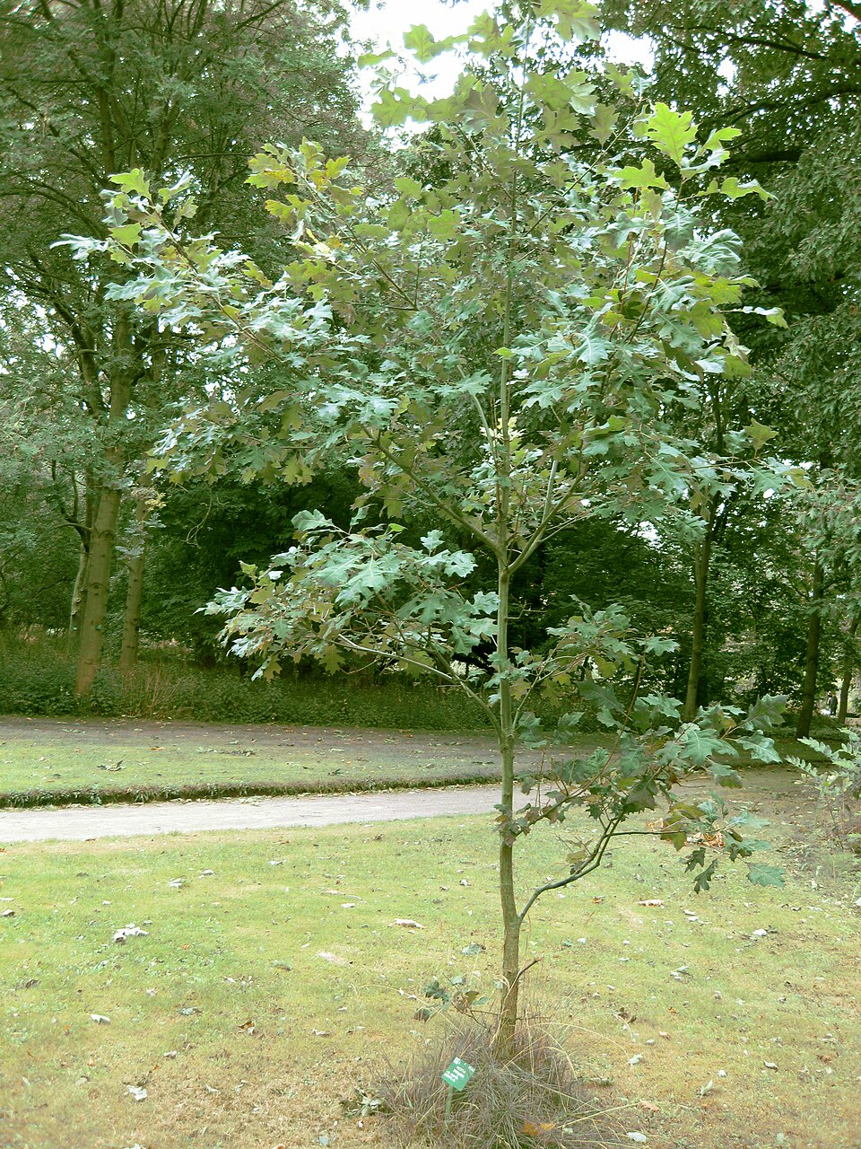 Quercus shumardii (Shumard Oak Tree) (alternate view 7)