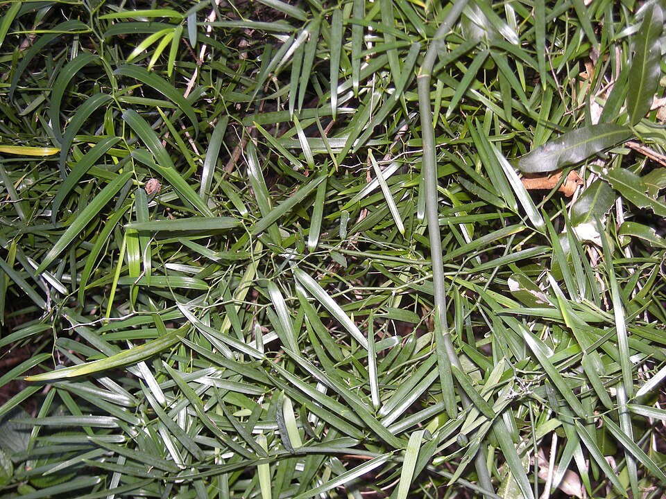 Geitonoplesium cymosum (Climbing Lily)