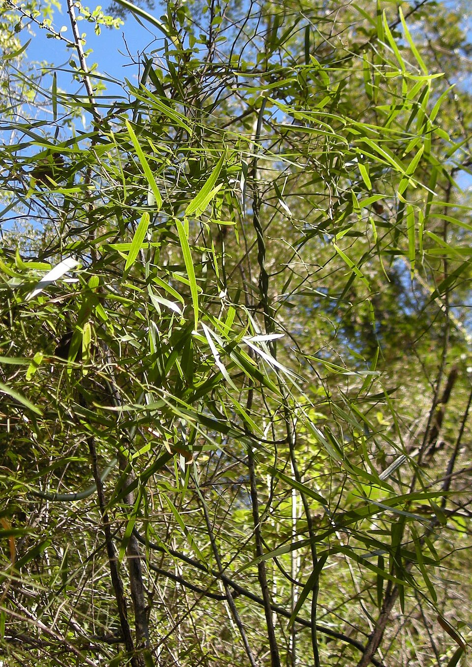 Geitonoplesium cymosum (Climbing Lily) (alternate view 2)