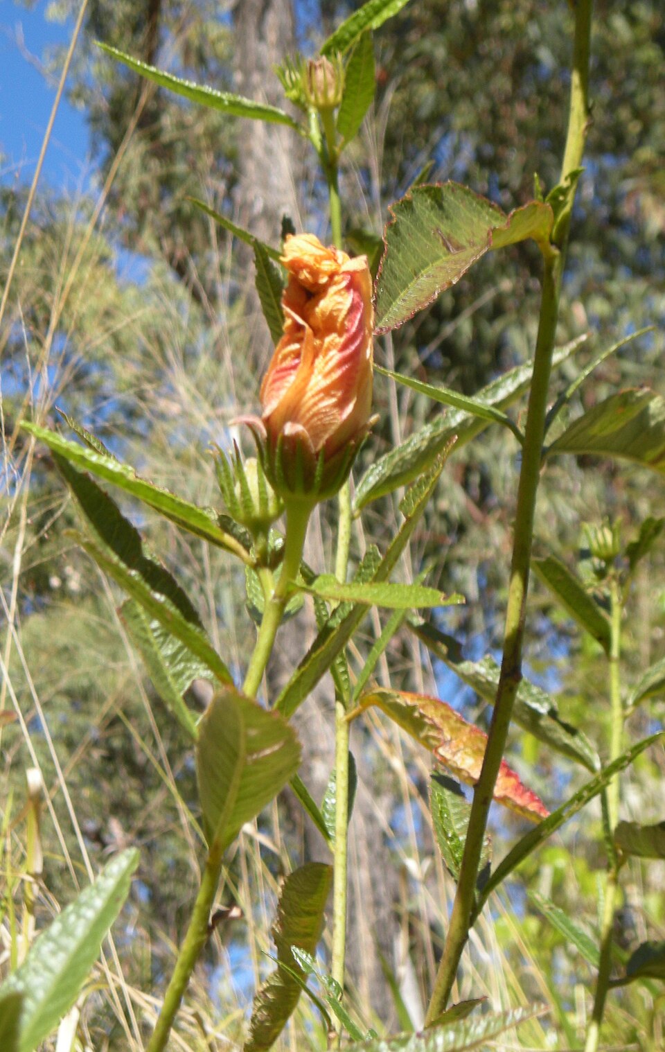 Hibiscus heterophyllus (Rosella) (alternate view 6)