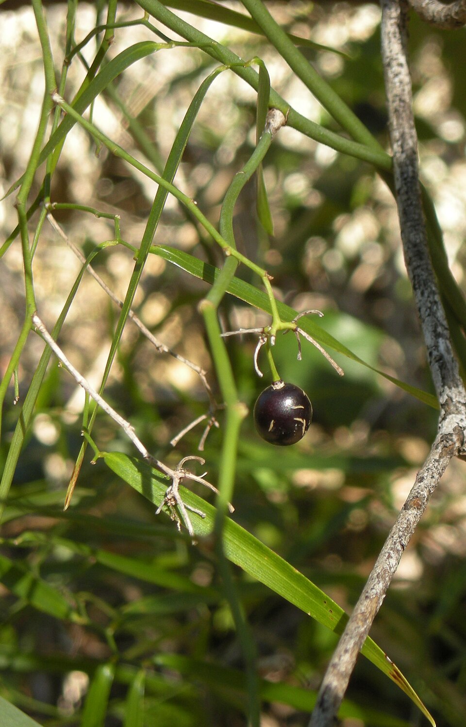 Geitonoplesium cymosum (Climbing Lily) (alternate view 3)