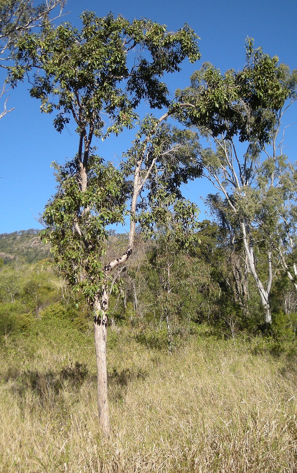 Lophostemon suaveolens (swamp box) (alternate view 6)