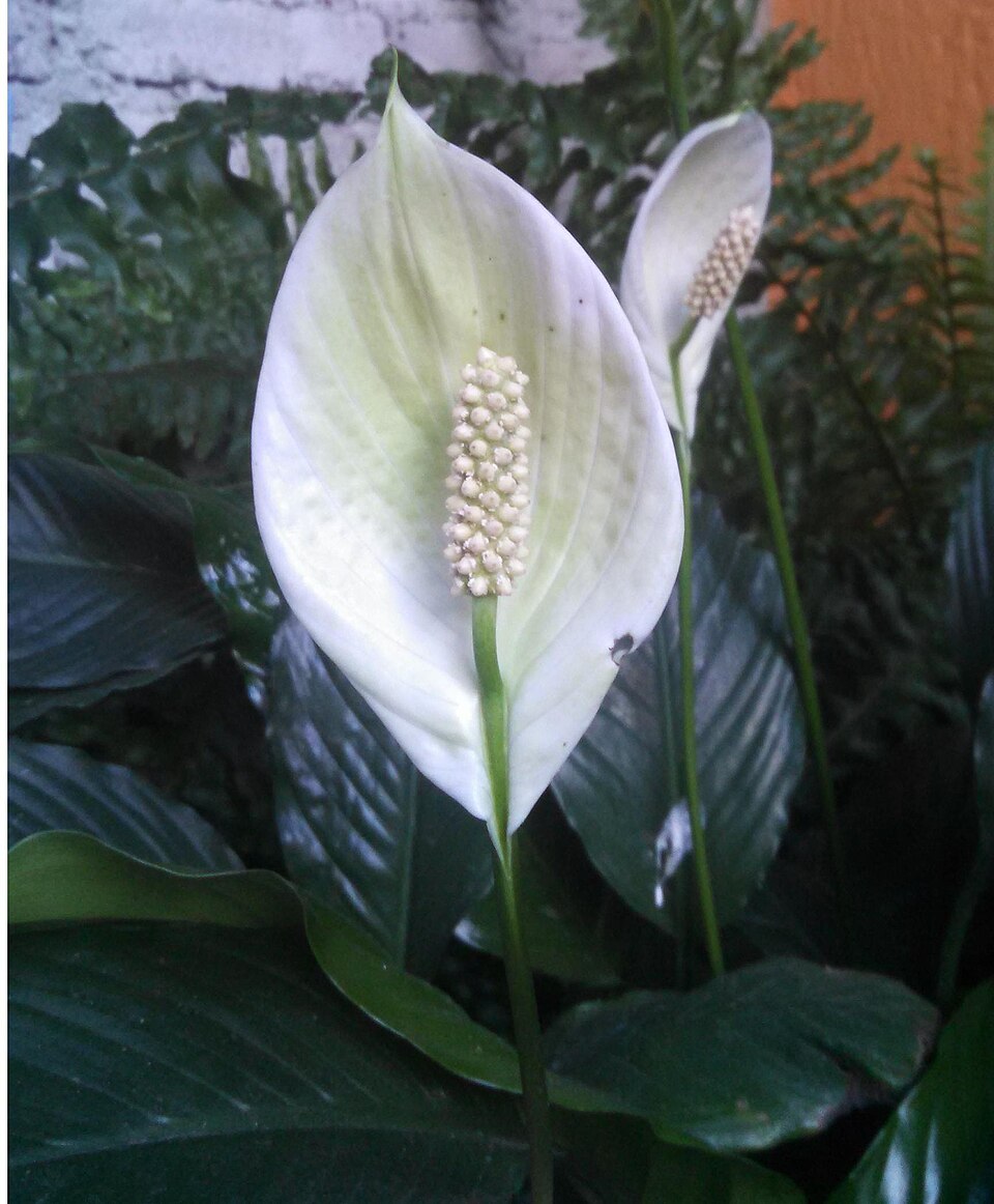 Spathiphyllum (peace lillies) (alternate view 4)