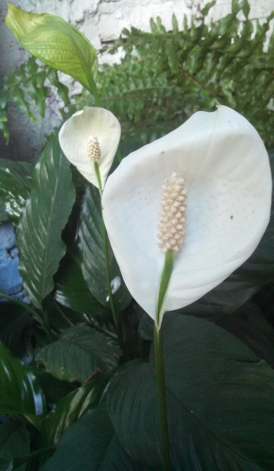 Spathiphyllum (peace lillies) (alternate view 5)