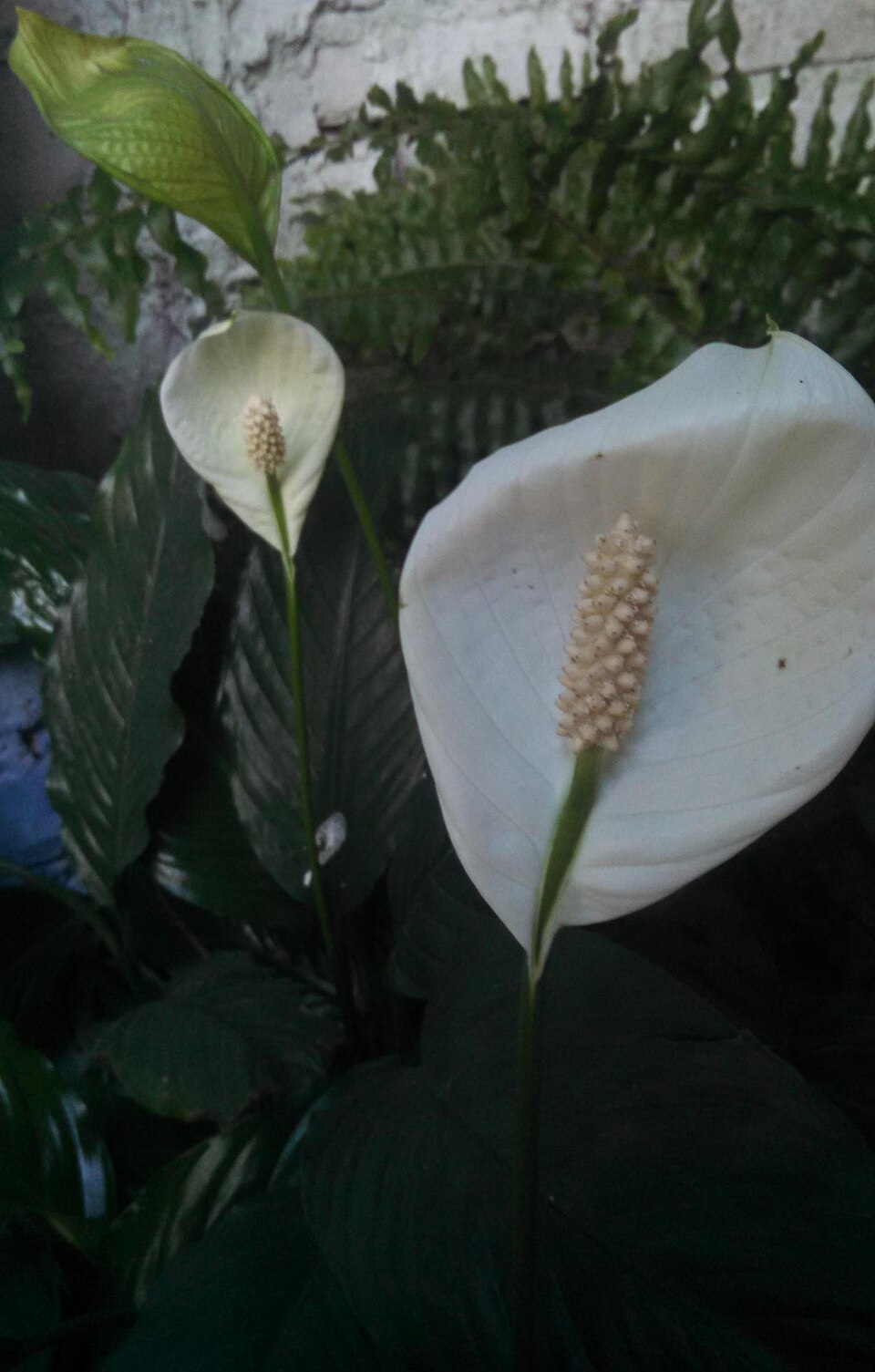 Spathiphyllum (peace lillies) (alternate view 6)