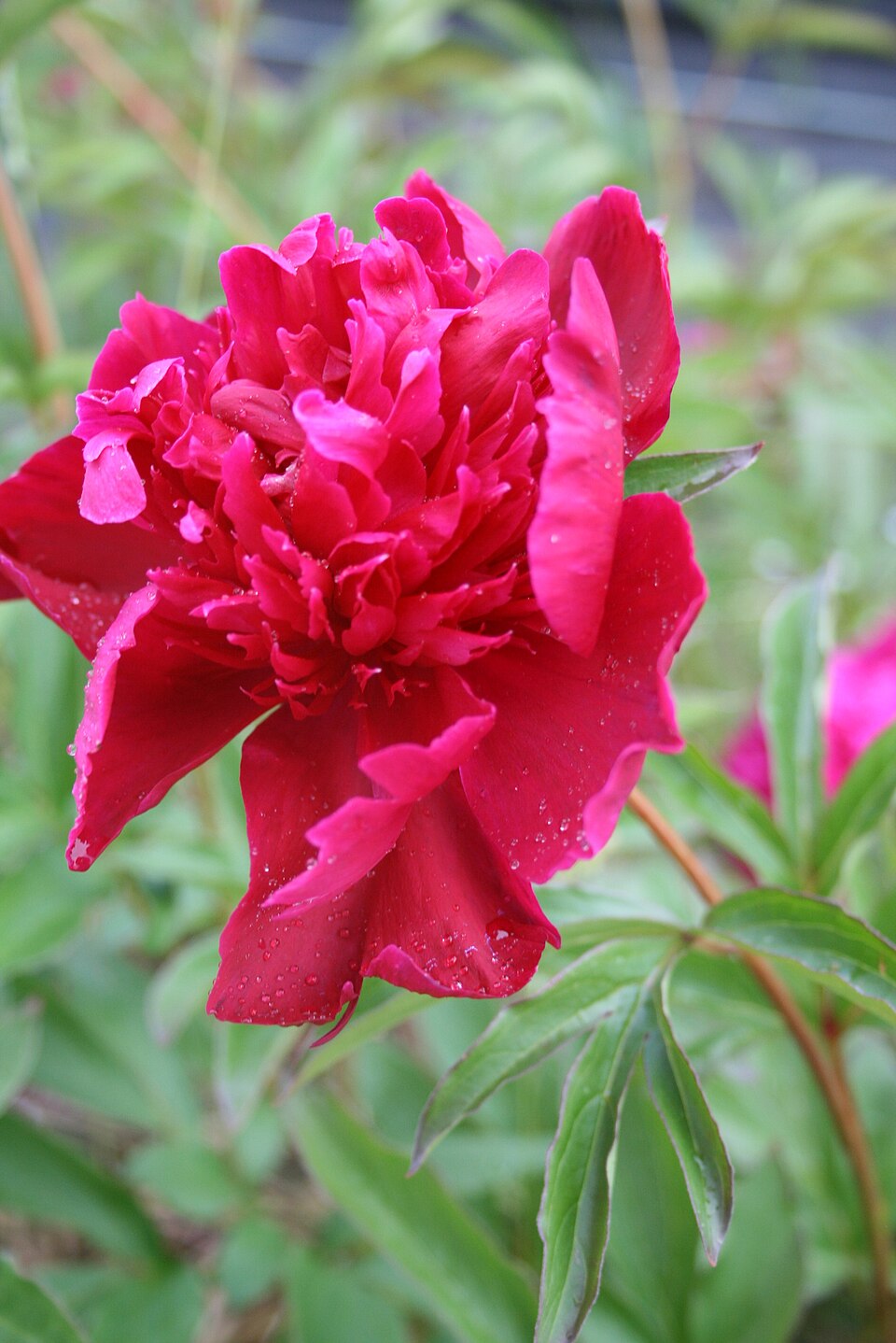 Paeonia 'Felix Crousse' (Felix Crousse Peony)