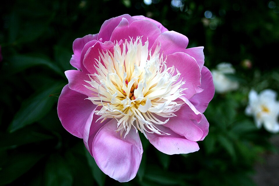 Paeonia 'Bowl of Beauty' (Bowl of Beauty Peony) (alternate view 2)