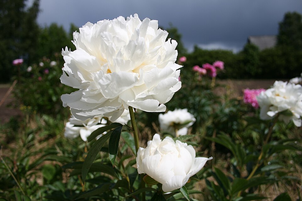 Paeonia 'Bowl of Cream' (Bowl of Cream Peony)