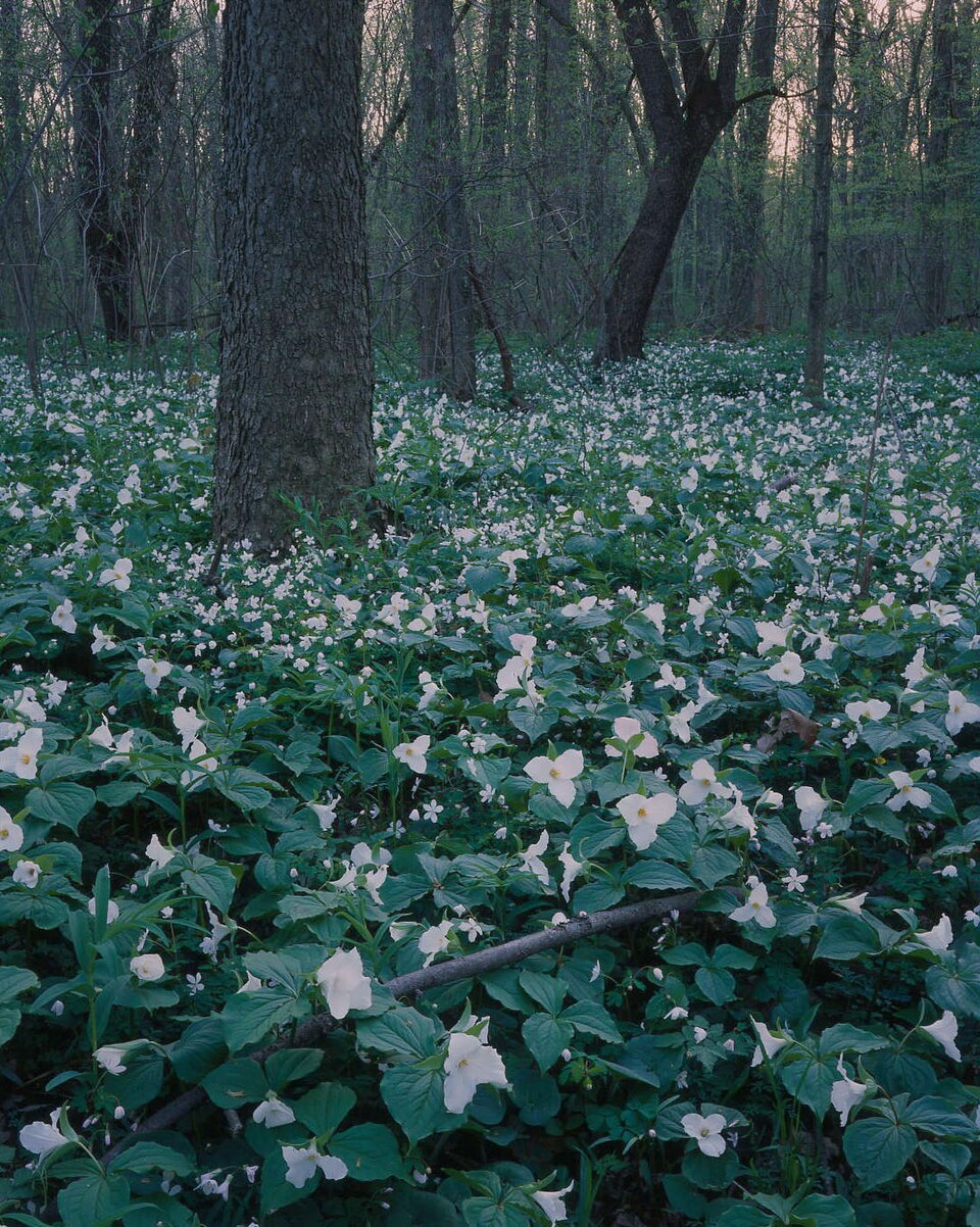 Trillium grandiflorum (large white trillium)