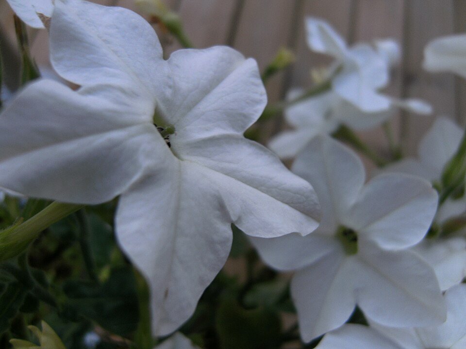 Nicotiana alata (flowering tobacco) (alternate view 7)