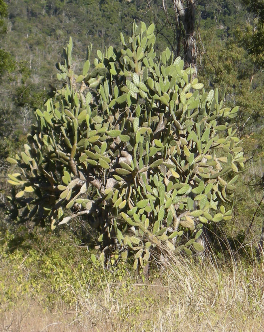 Opuntia tomentosa (Woollyjoint Pricklypear) (alternate view 6)