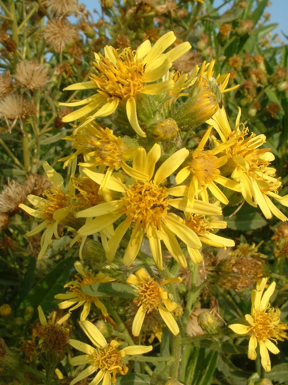 Inula viscosa (sticky fleabane)