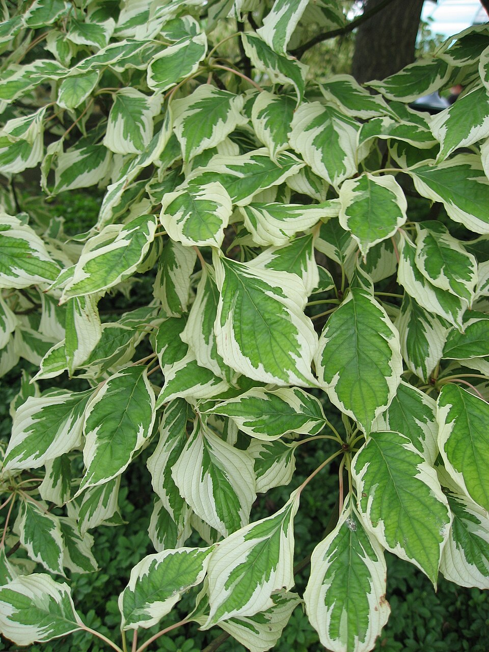 Cornus controversa 'Variegata' (Variegated Giant Dogwood) (alternate view 2)