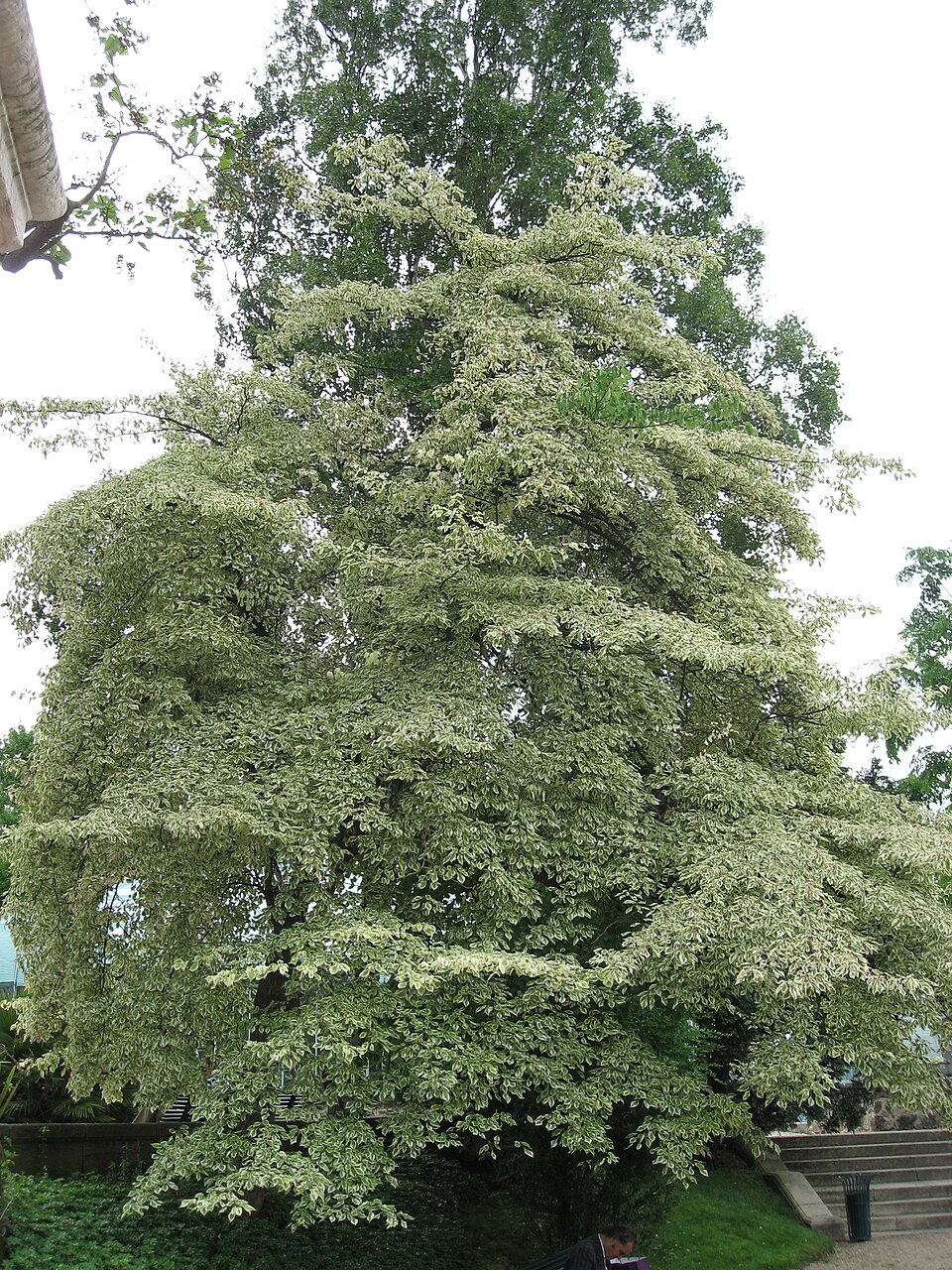 Cornus controversa 'Variegata' (Variegated Giant Dogwood) (alternate view 3)