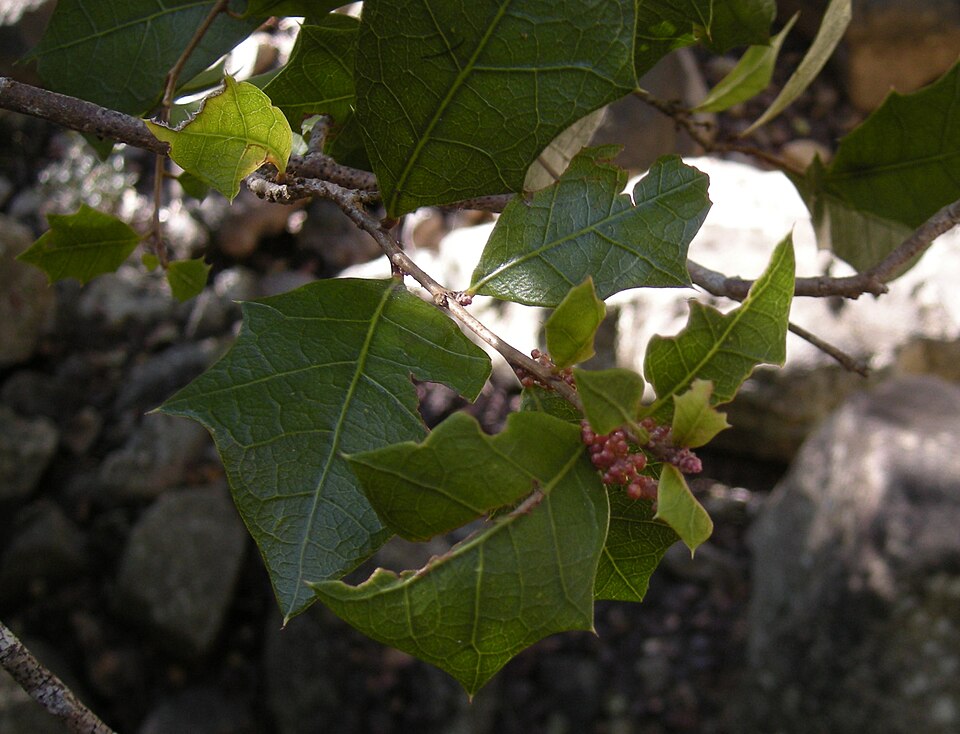 Alchornea ilicifolia (Native Holly)