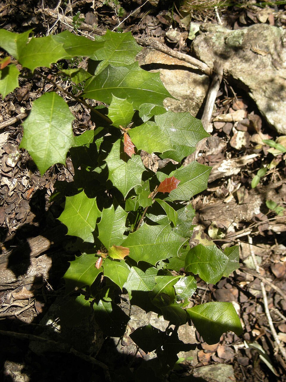 Alchornea ilicifolia (Native Holly) (alternate view 2)