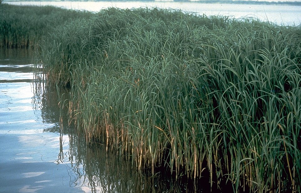 Sporobolus alterniflorus (Saltmarsh Cordgrass) (alternate view 7)