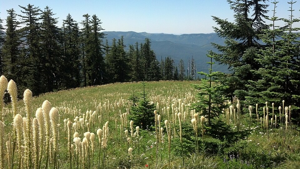 Xerophyllum tenax (Beargrass) (alternate view 6)