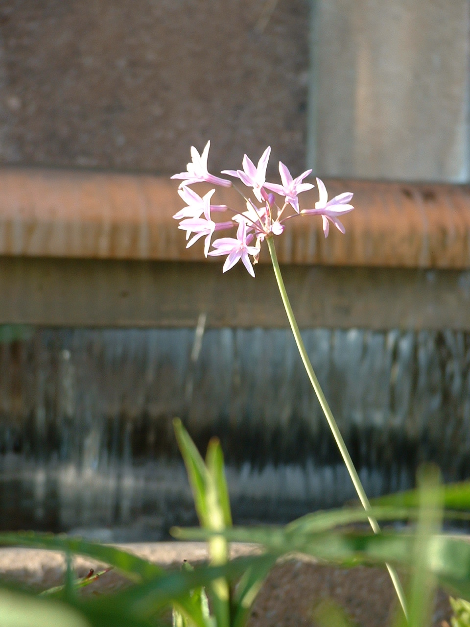 Tulbaghia violacea (society garlic) (alternate view 9)