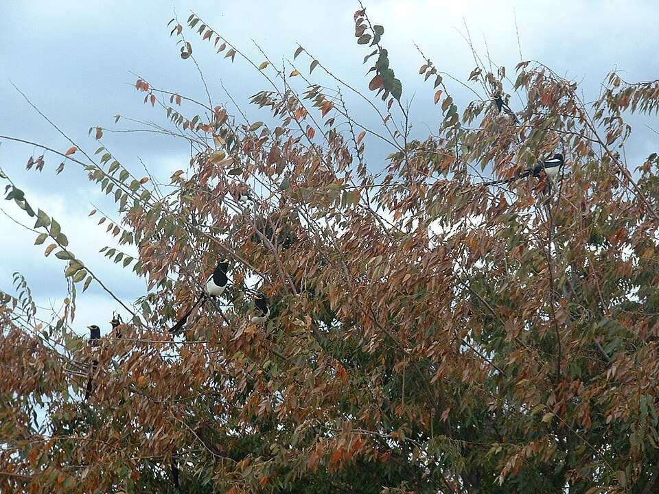 Zelkova serrata (sawleaf zelkova) (alternate view 7)