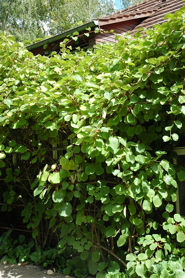Actinidia chinensis, Kiwifruit — vining deciduous (Actinidiaceae) (image 4 of 9)
