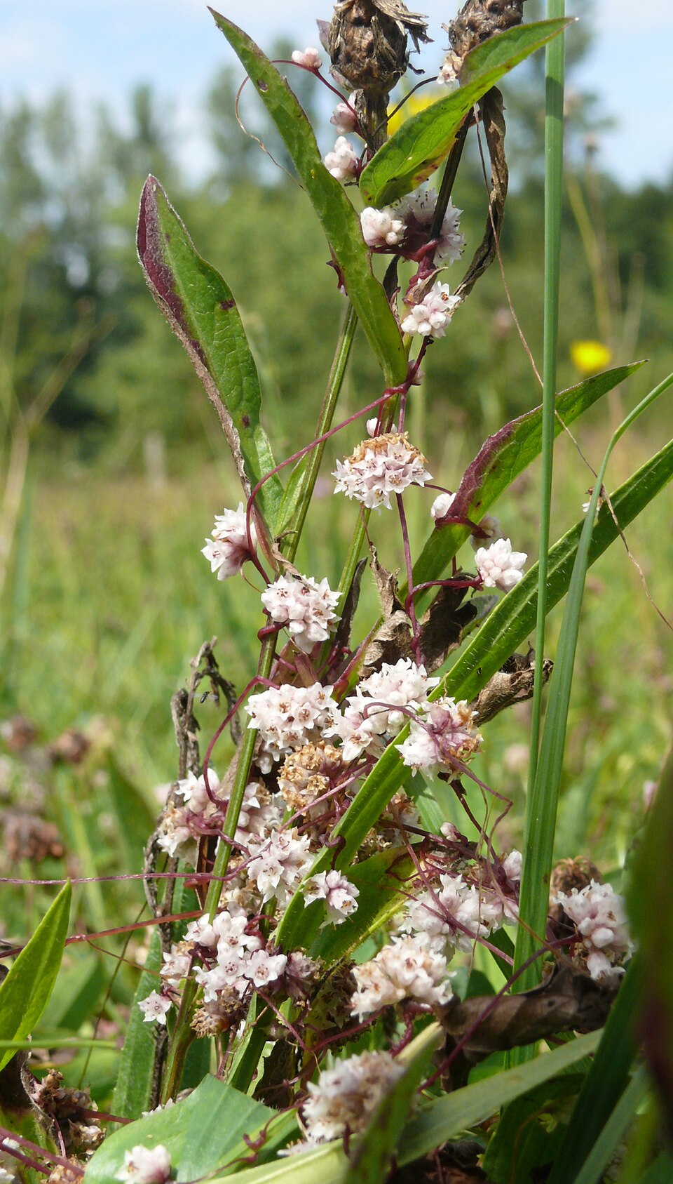Cuscuta epithymum (Clover Dodder)