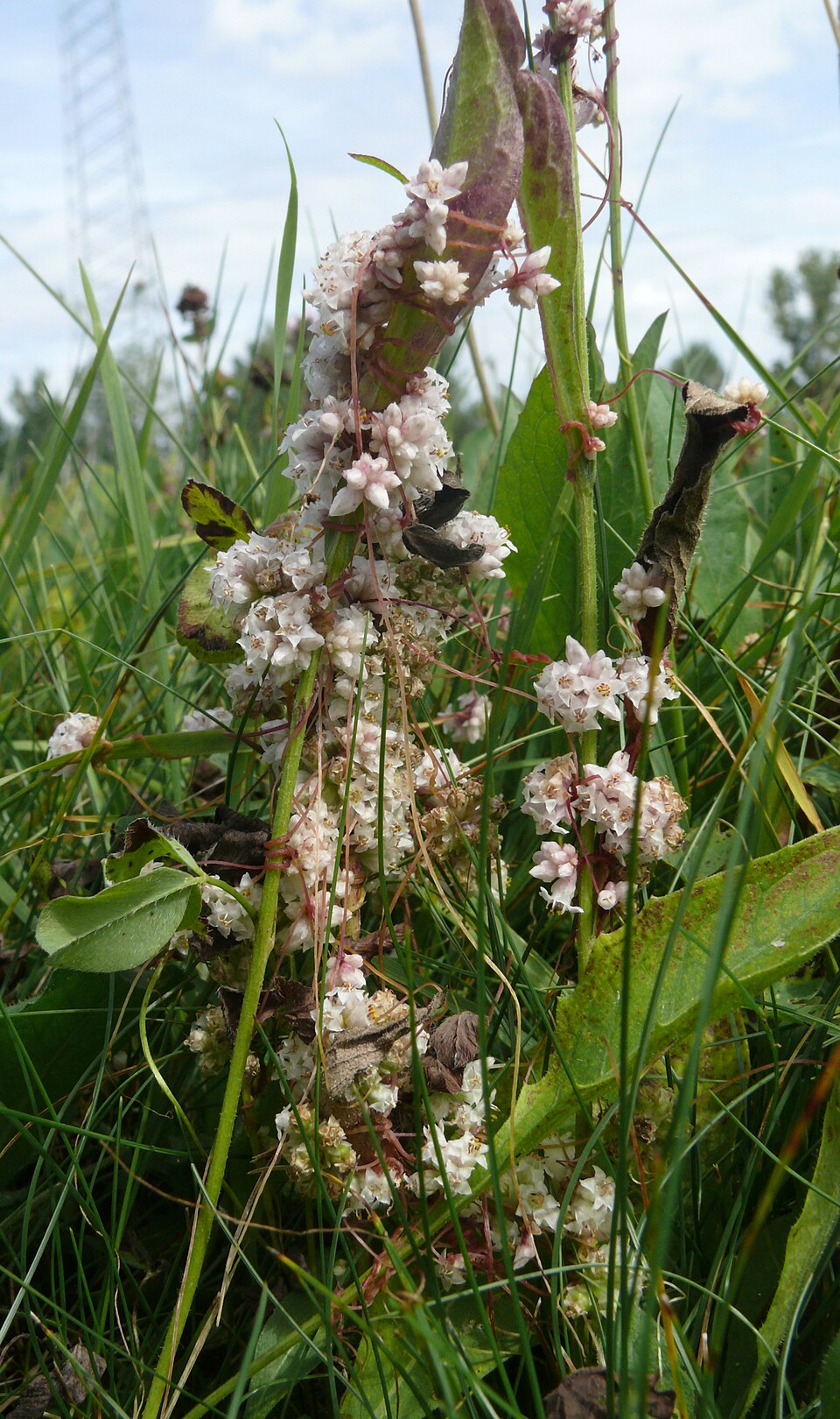 Cuscuta epithymum (Clover Dodder)