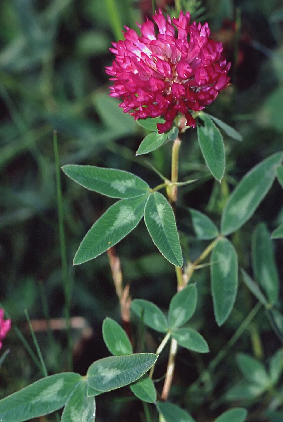 Trifolium medium (Zigzag Clover)