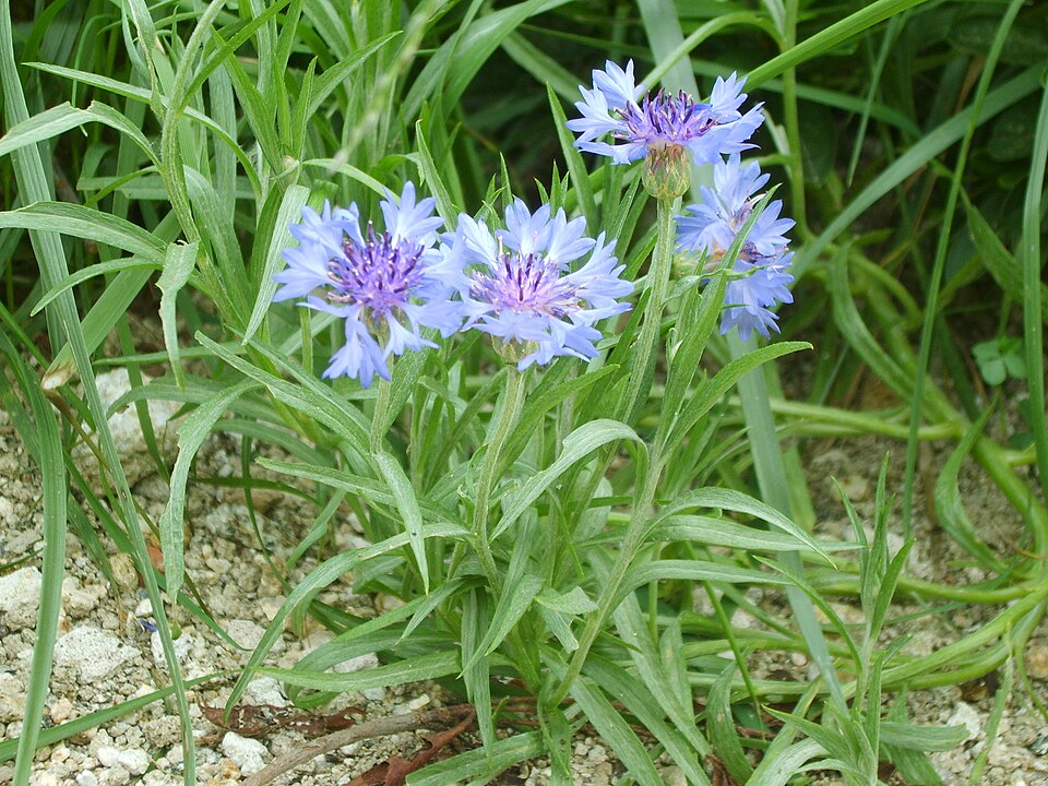 Centaurea cyanus (Cornflower)