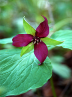 Trillium erectum (red trillium)