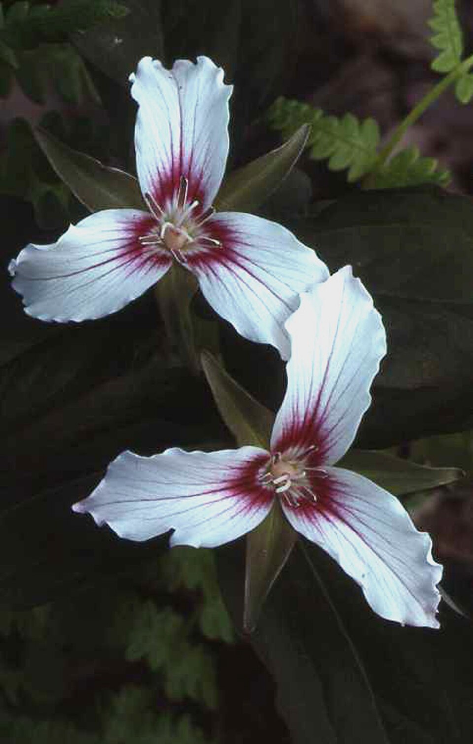 Trillium undulatum (painted trillium)