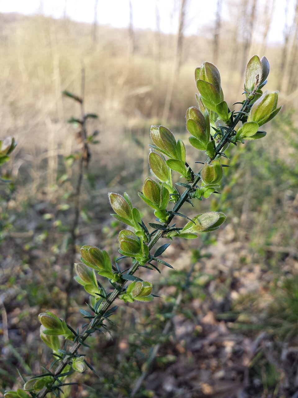 Ulex (Gorses) (alternate view 4)