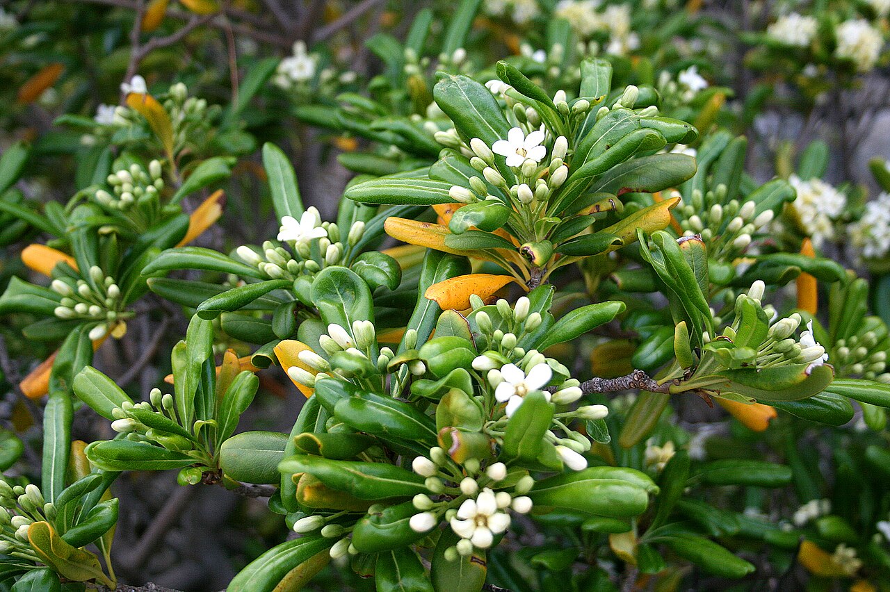 Pittosporum tobira (Japanese pittosporum)