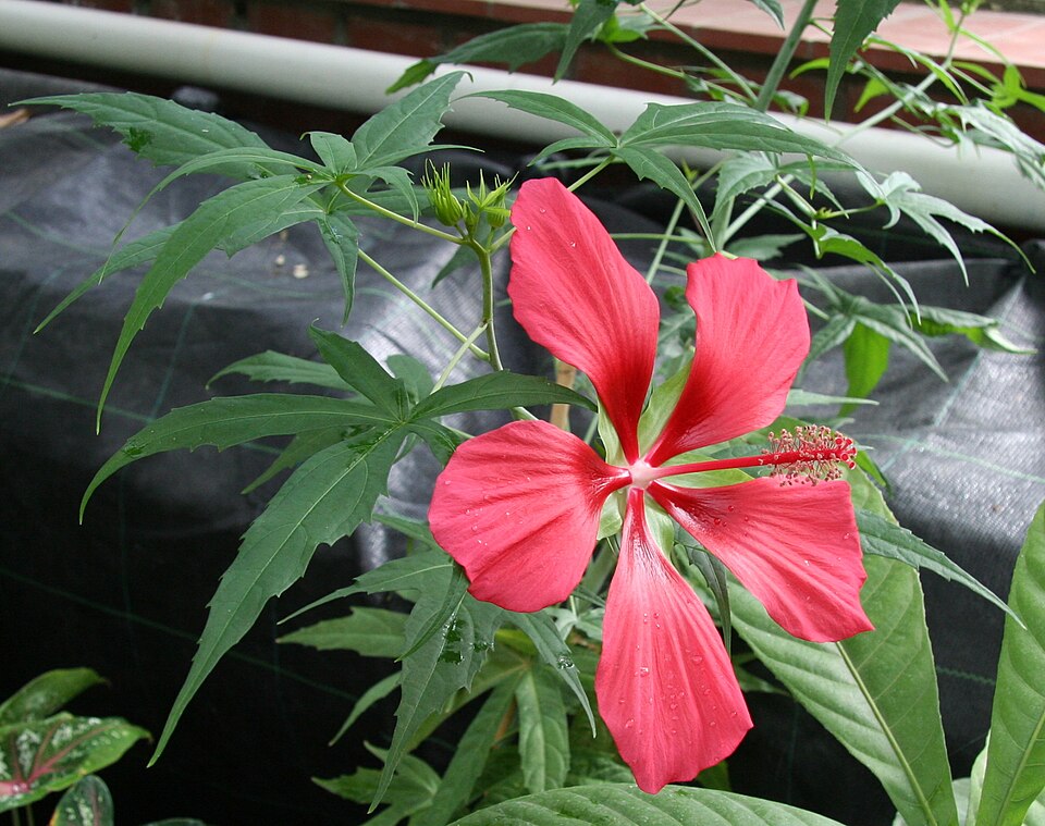 Hibiscus coccineus (Scarlet Rose Mallow) (alternate view 7)