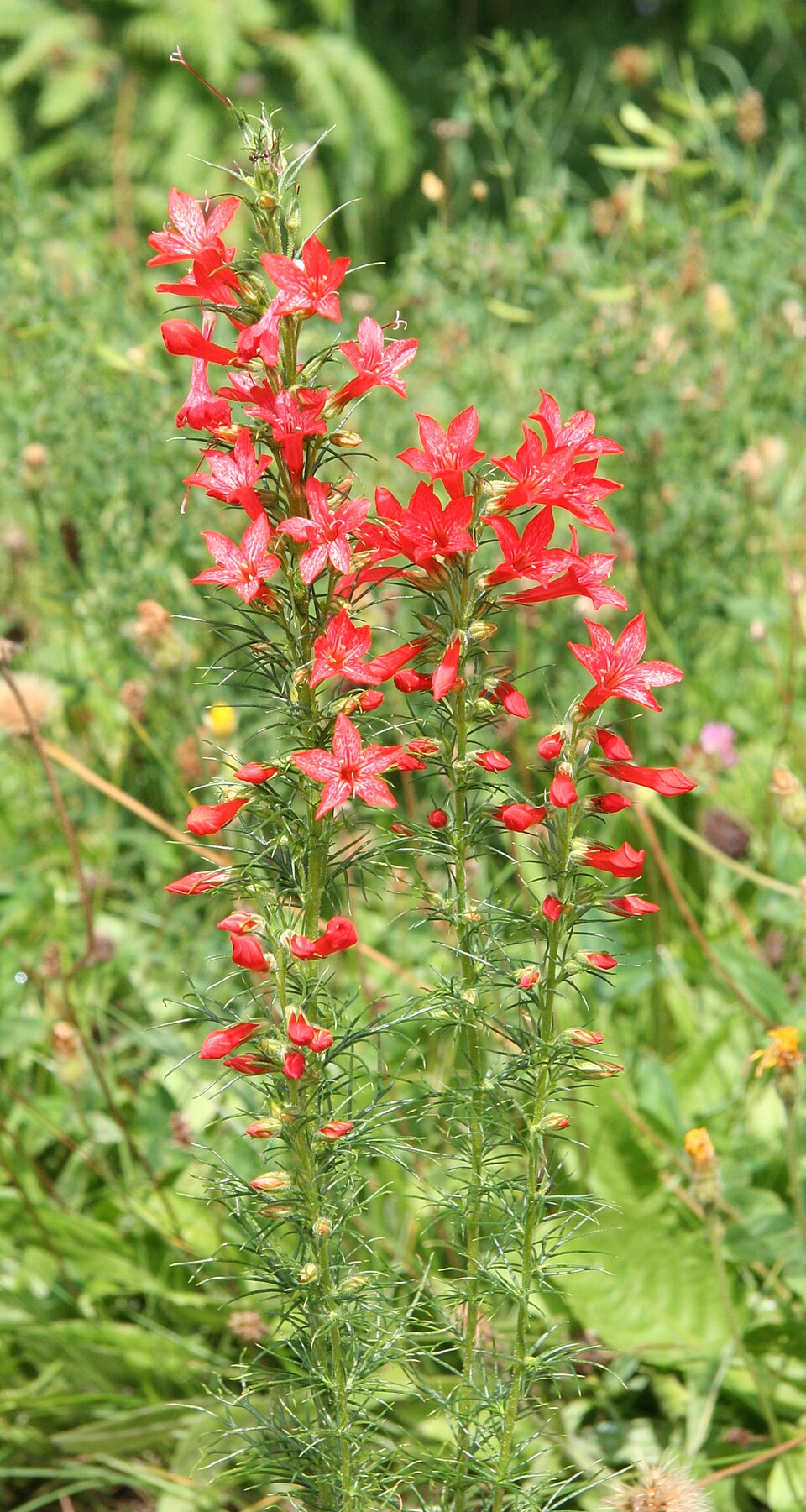 Ipomopsis rubra (standing cypress) (alternate view 7)