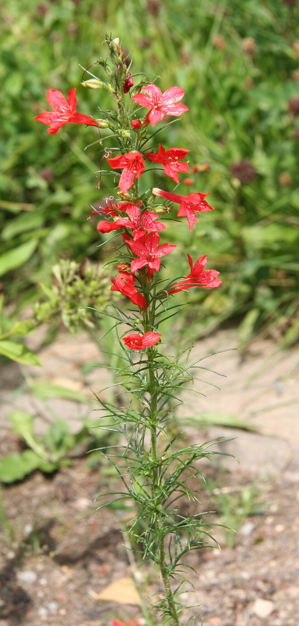 Ipomopsis rubra (standing cypress) (alternate view 8)