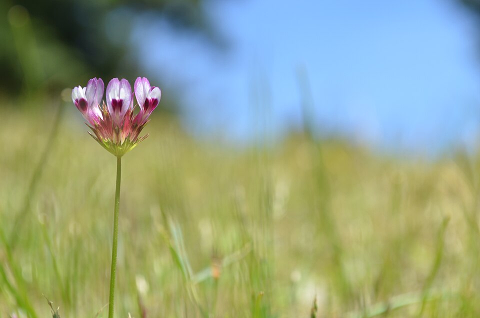 Trifolium willdenovii (tomcat clover) (alternate view 8)