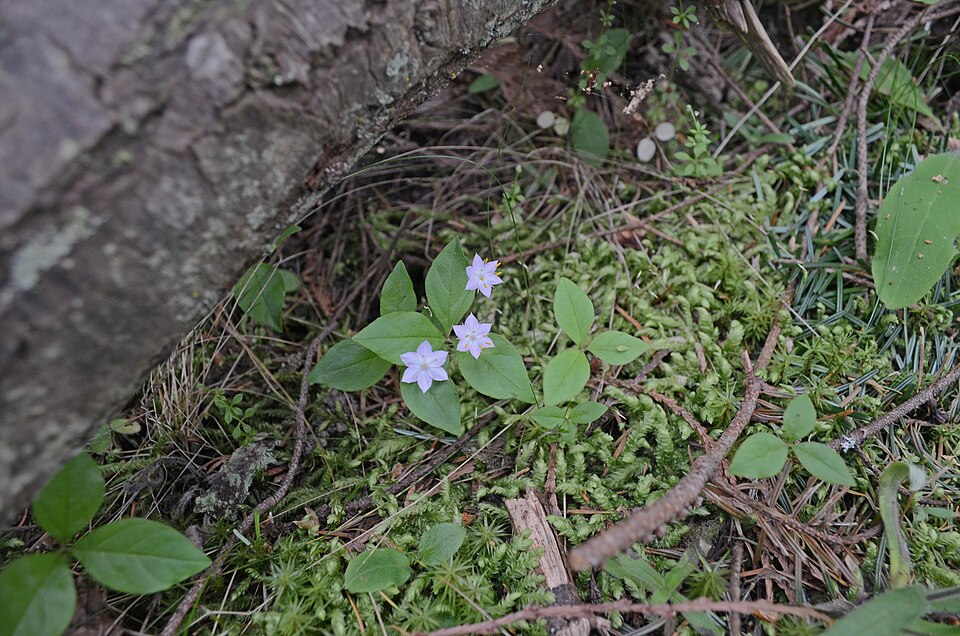 Lysimachia borealis (northern starflower)