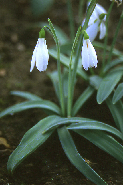Galanthus (snowdrop)