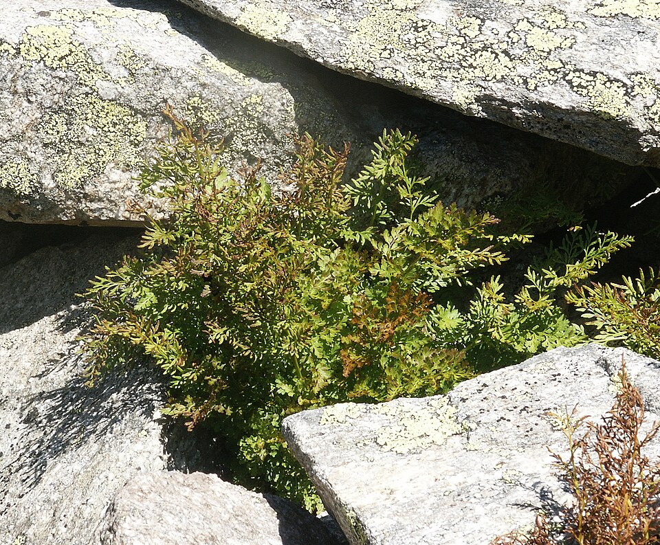 Cryptogramma crispa (parsley fern)