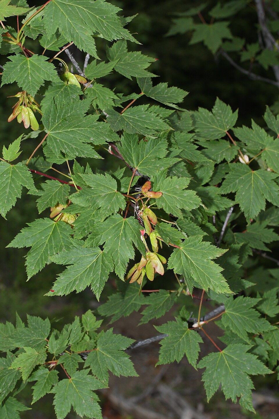 Acer glabrum (Douglas Maple) (alternate view 9)