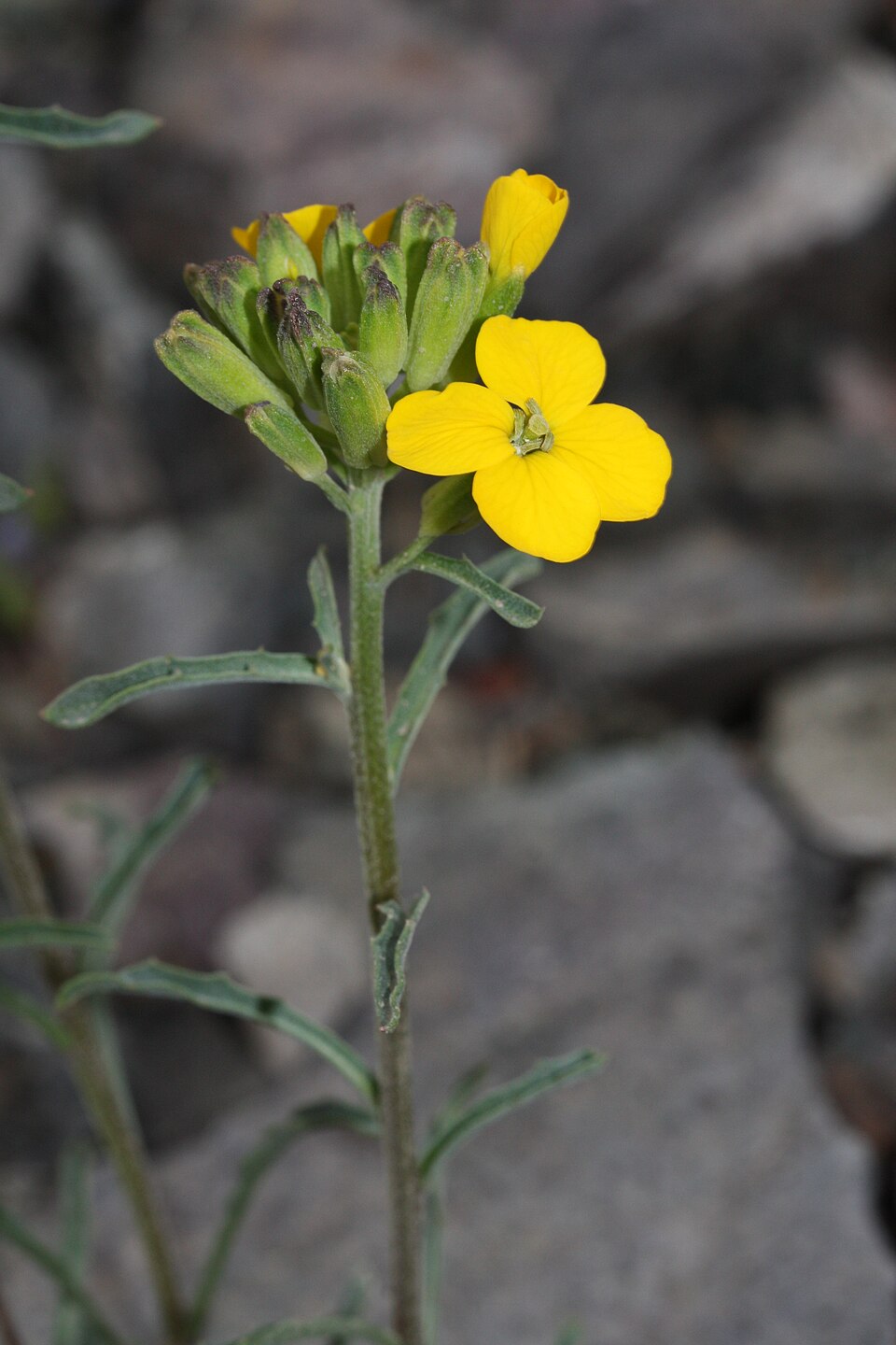 Erysimum capitatum (Western Wallflower)