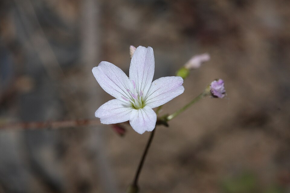 Montia parvifolia (Littleleaf Miner's-Lettuce) (alternate view 6)