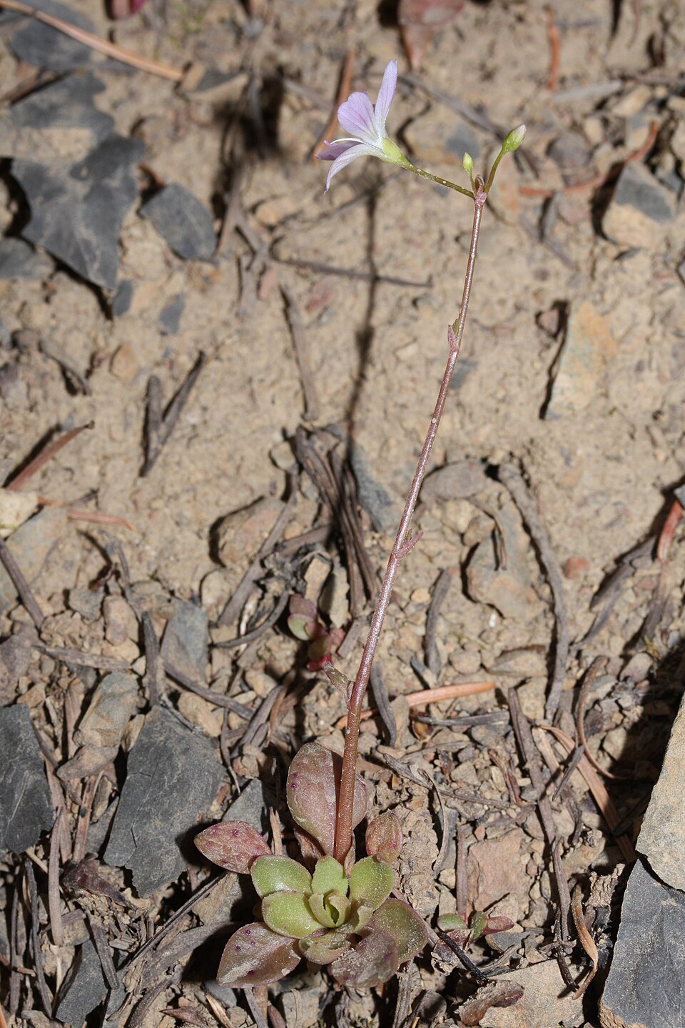 Montia parvifolia (Littleleaf Miner's-Lettuce) (alternate view 7)
