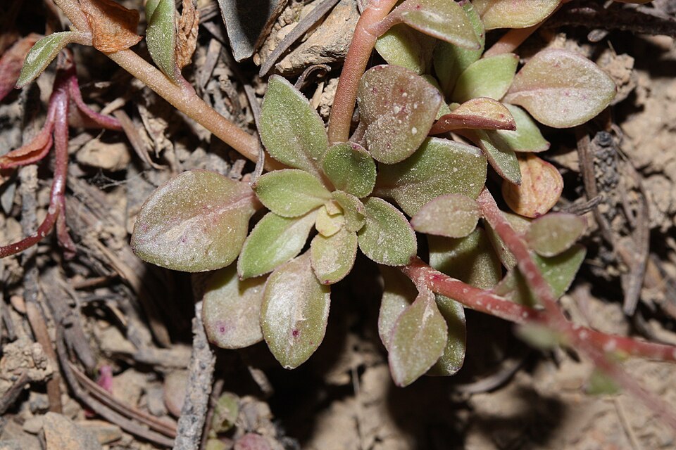 Montia parvifolia (Littleleaf Miner's-Lettuce) (alternate view 8)