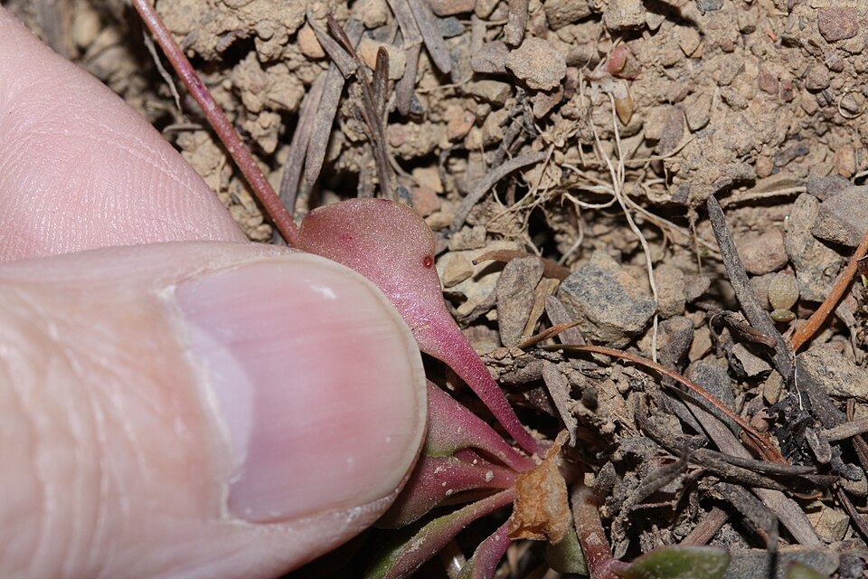 Montia parvifolia (Littleleaf Miner's-Lettuce) (alternate view 9)
