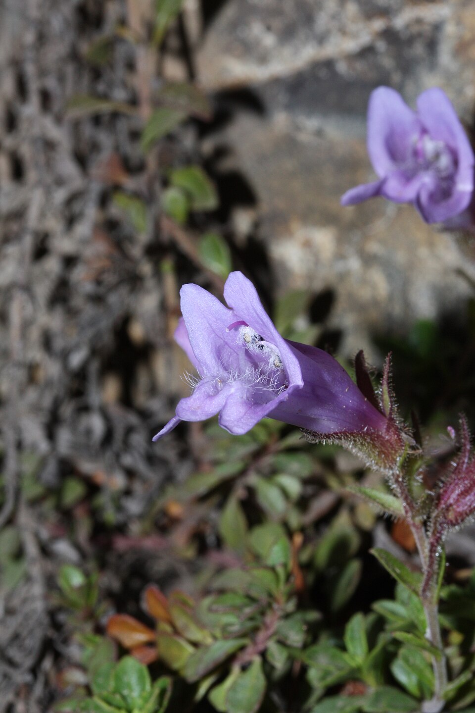 Penstemon davidsonii (Davidson's Penstemon) (alternate view 6)